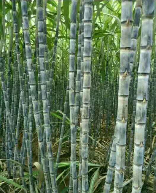 广西甘蔗代办