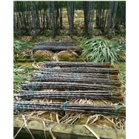 广西甘蔗代办