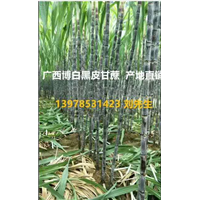 广西甘蔗代办