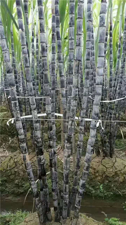 广西甘蔗代办