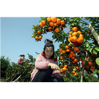 广西砂糖桔 