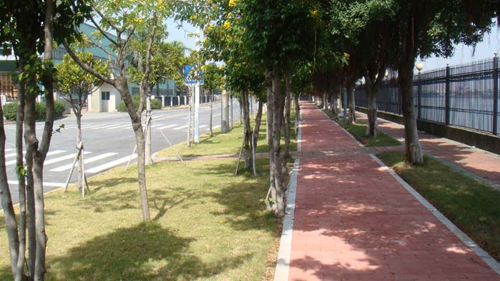 广东绿化-萝岗保盈大道/绿化工程/广东园林景观