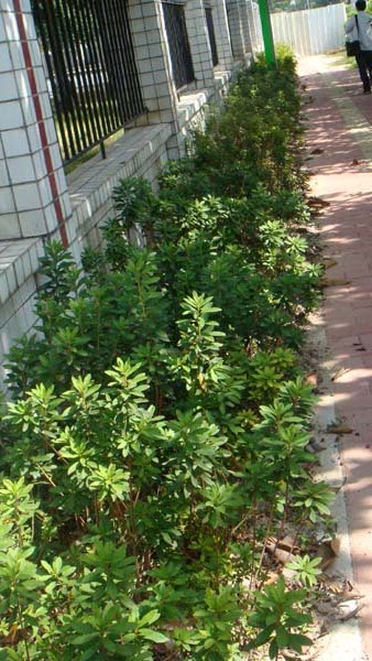 萝岗联广路-广东园林工程/广东工程施工/广东景观02