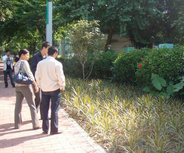 东鹏大道-园林绿化工程/广东园林设计公司4