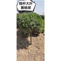 独杆大叶黄杨球 