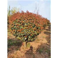 |大叶黄杨批发|大叶黄杨种植基地 