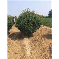 江苏苗木|苗木基地|供应苗木 