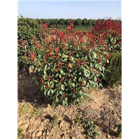 苗木|苗木基地|供应苗木| 