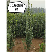 北海道黄杨 
