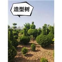 供应造型树 