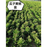 河南瓜子黄杨苗 