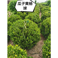 瓜子黄杨球 