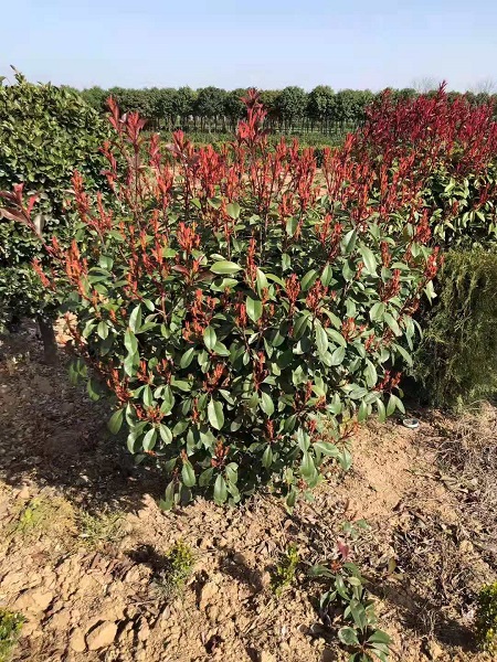 苗木|苗木基地|供应苗木| 