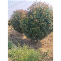 苗木|苗木基地|供应苗木| 