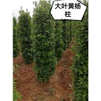 河南大叶黄杨柱 