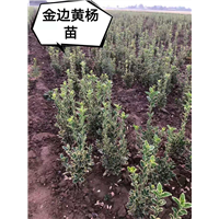 金边黄杨 