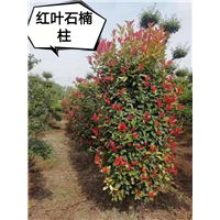红叶石楠柱基地4 