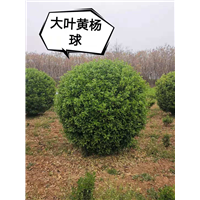 河南大叶黄杨球 