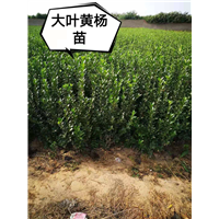 黄杨球|供应黄杨球|黄杨球批发 