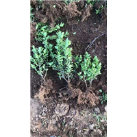 |河南黄杨球基地|黄杨球批发报价1 