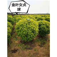 金叶女贞球 