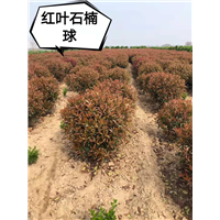 河南红叶石楠球 