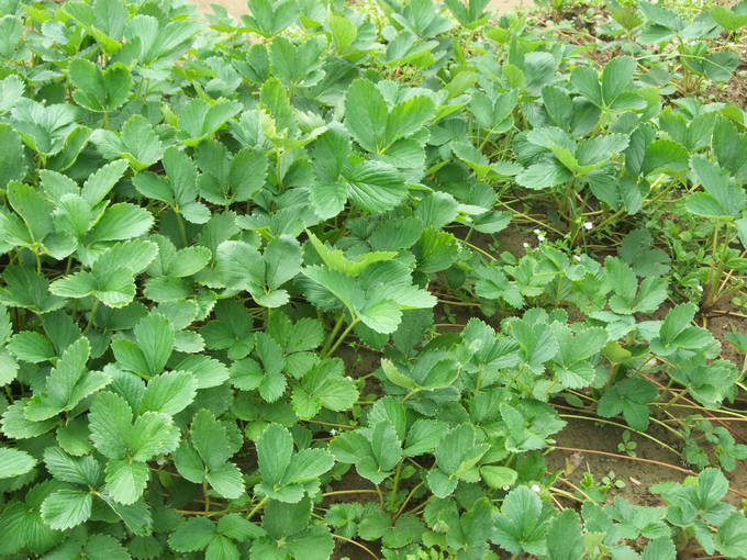珠海草莓/珠海草莓批发- 