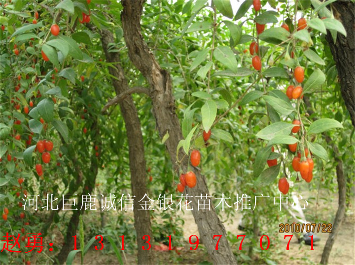 四季金银花苗批发—河北四季金银花苗批发