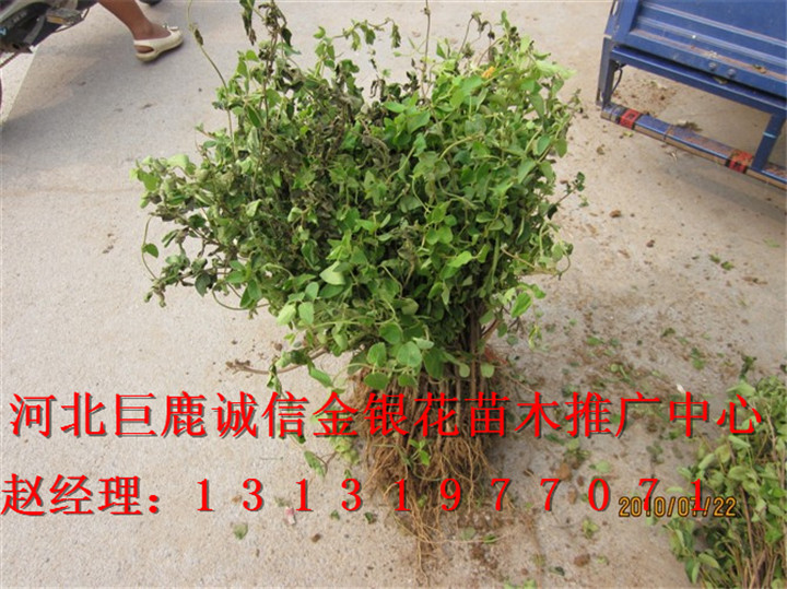 &*&河北金银花树 ¤○○河北金银花苗¤