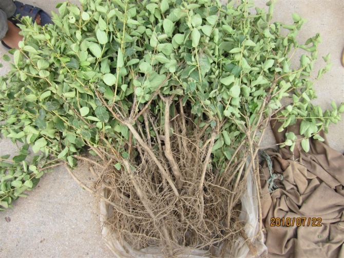 河北便宜金银花枝条￥￥河北便宜金银花盆景