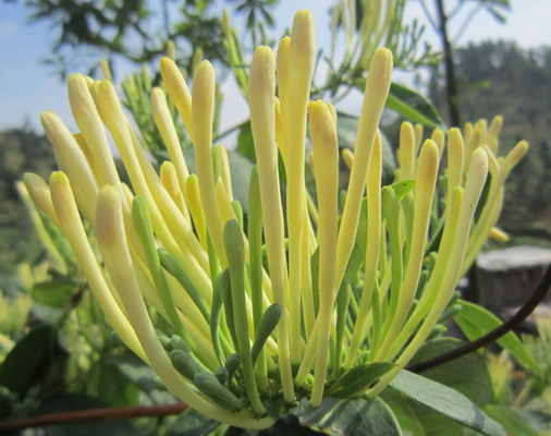 ·河北金银花苗（图）河北金银花供应--巨鹿金银花苗木合作社 