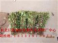 ★河北哪里有优质金银花树