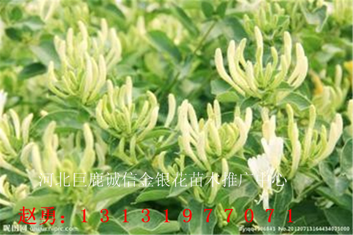 便宜四季金银花苗—河北便宜四季金银花苗批发