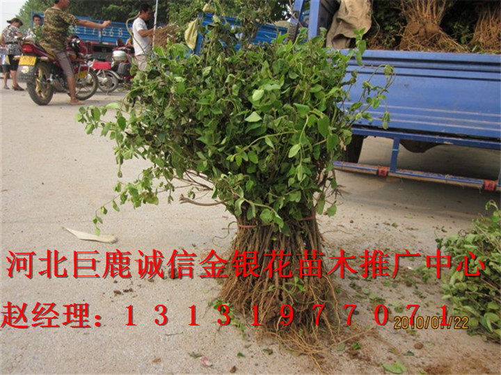 &*&河北金银花树 ¤○○河北金银花苗¤