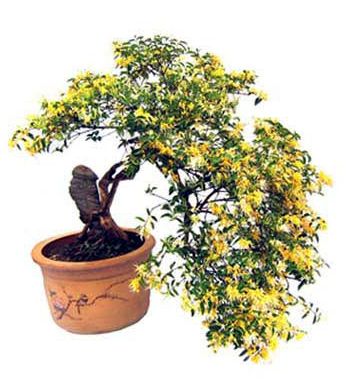 ·河北金银花盆景（图）金银花盆景供应--巨鹿金银花苗木合作社 
