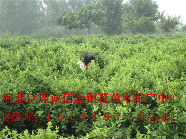▲河北金银花盆景▲精品金银花