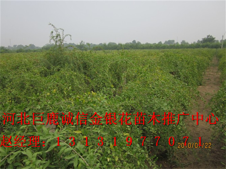 ★河北哪里有优质金银花树