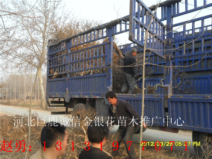 四季金银花苗基地—河北四季金银花苗基地