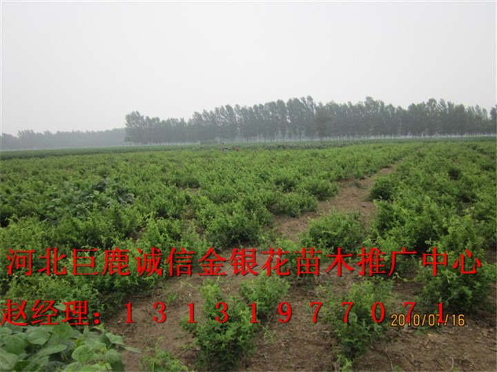 &*&河北金银花树 ¤○○河北金银花苗¤