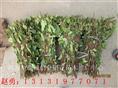 四季金银花苗价格—河北四季金银花苗价格