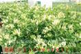 金银花树批发—河北金银花树批发