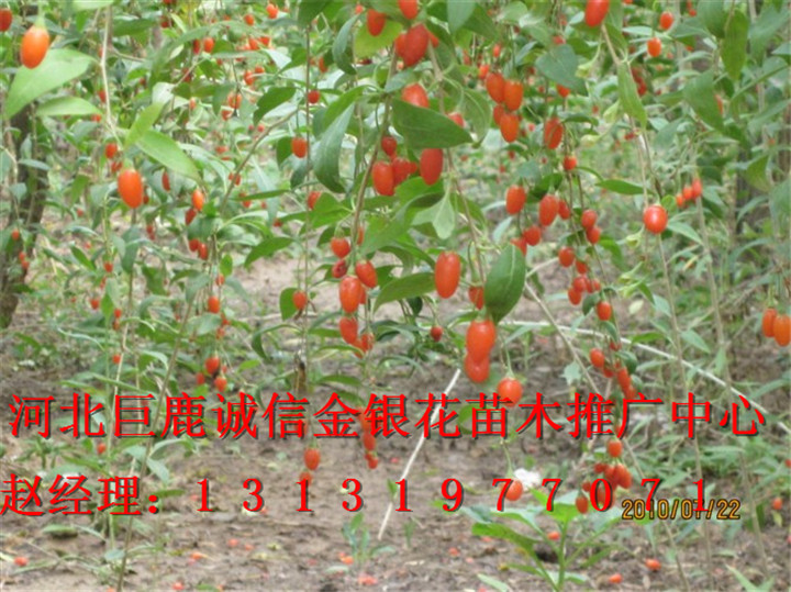 ▲河北金银花盆景▲精品金银花