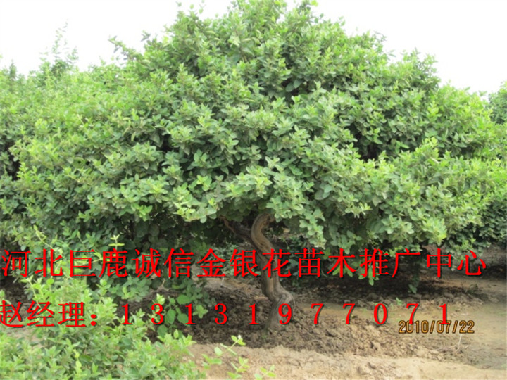 ★河北哪里有优质金银花树