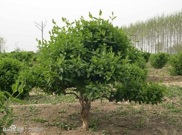 四季金银花苗——河北四季金银花苗