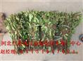 ▲河北金银花盆景▲精品金银花