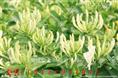 便宜四季金银花苗—河北便宜四季金银花苗批发