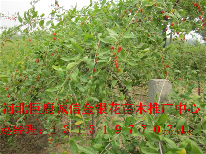 &*&河北金银花树 ¤○○河北金银花苗¤