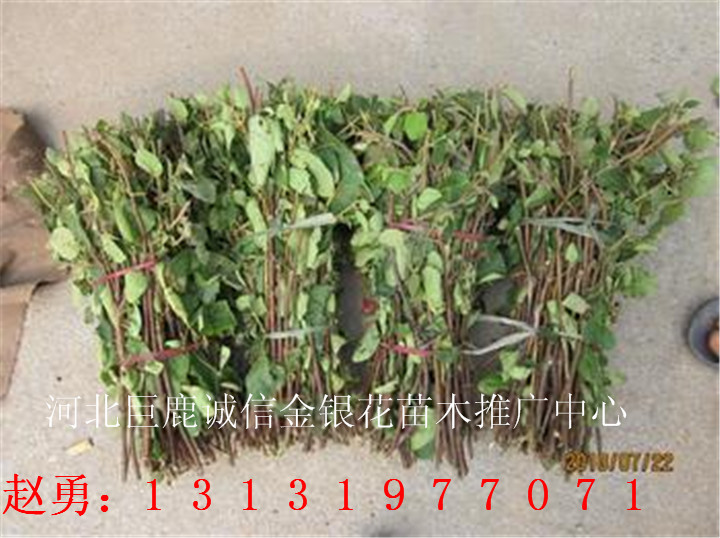 四季金银花苗价格—河北四季金银花苗价格