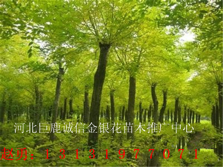四季金银花苗—河北四季金银花苗