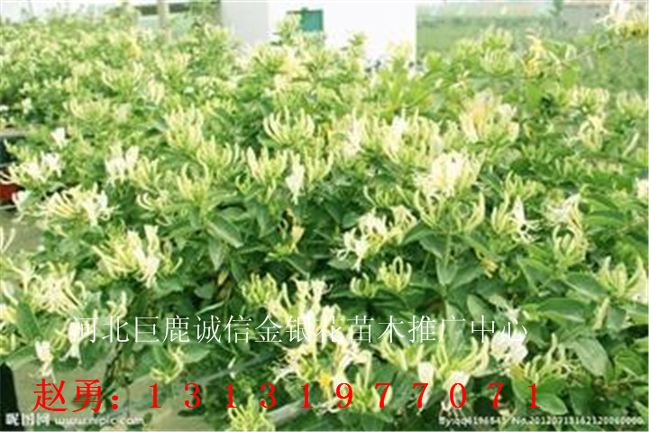 金银花树批发—河北金银花树批发
